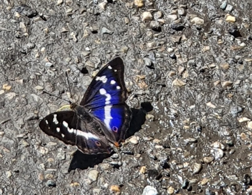 Deze afbeelding heeft een leeg alt-atribuut; de bestandsnaam is vlinder.jpg